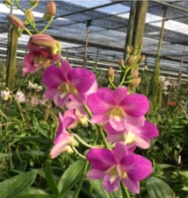 Dendrobium_aridang_green_x_burana_stripe_(medium_size)